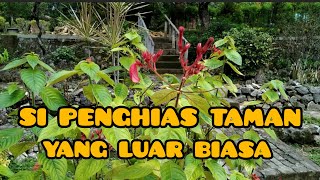 Download lagu NUSA INDAH YG BERMANFAAT BAGI KESEHATAN