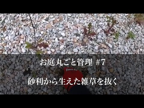 【お庭＃７】お庭丸ごと管理 〜①伸びた草を抜いたらカリカリ良い音がするから、道具を使わずに手で引っこ抜く〜