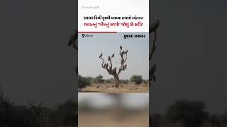 Bikaner ના Jorbeer માં 5000 કિમી દૂરથી આવ્યા હજારો ગીધ! | Gujarat Samachar