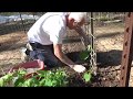 GREEN BEANS - HOW TO GROW - STEP BY STEP [HOW TO DO IT] (OAG  2017)