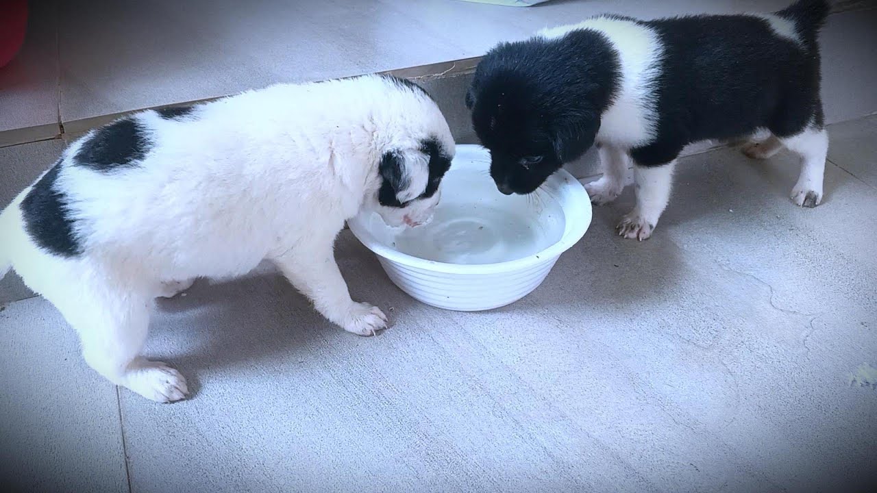 Cutest Puppy Reactions To Drinking Water!