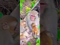 Monkeys Care her Baby#shots #ytshort #monkey #monkeys