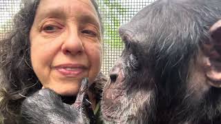 Kind Chimpanzee Grooms Woman on Warm Day