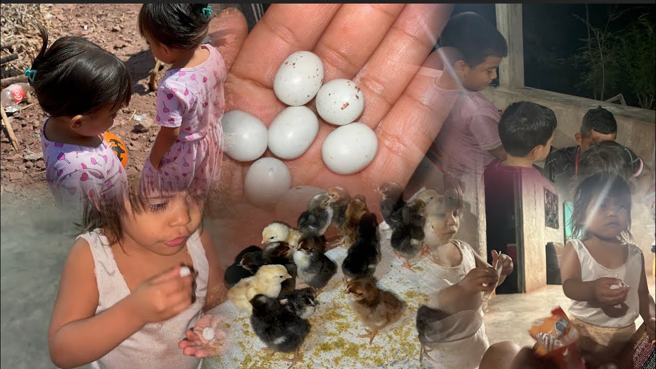 Se comieron los huevitos 🐣😱 +puercos recién nacidos 🐖/su papá les trae algo ah mis niños 