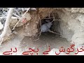 آ ج خرگوش نے بچے دیے