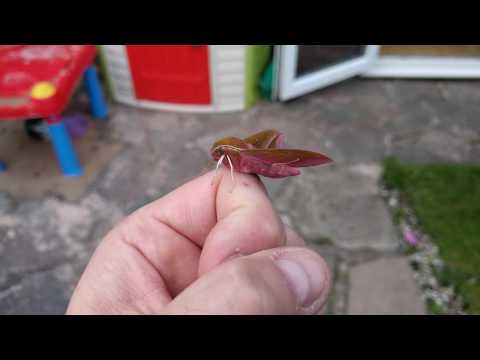 Our Elephant Hawk Moth hatched!!