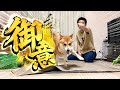 臭鬼ヶ島に向かう柴犬こむぎ【一気見】
