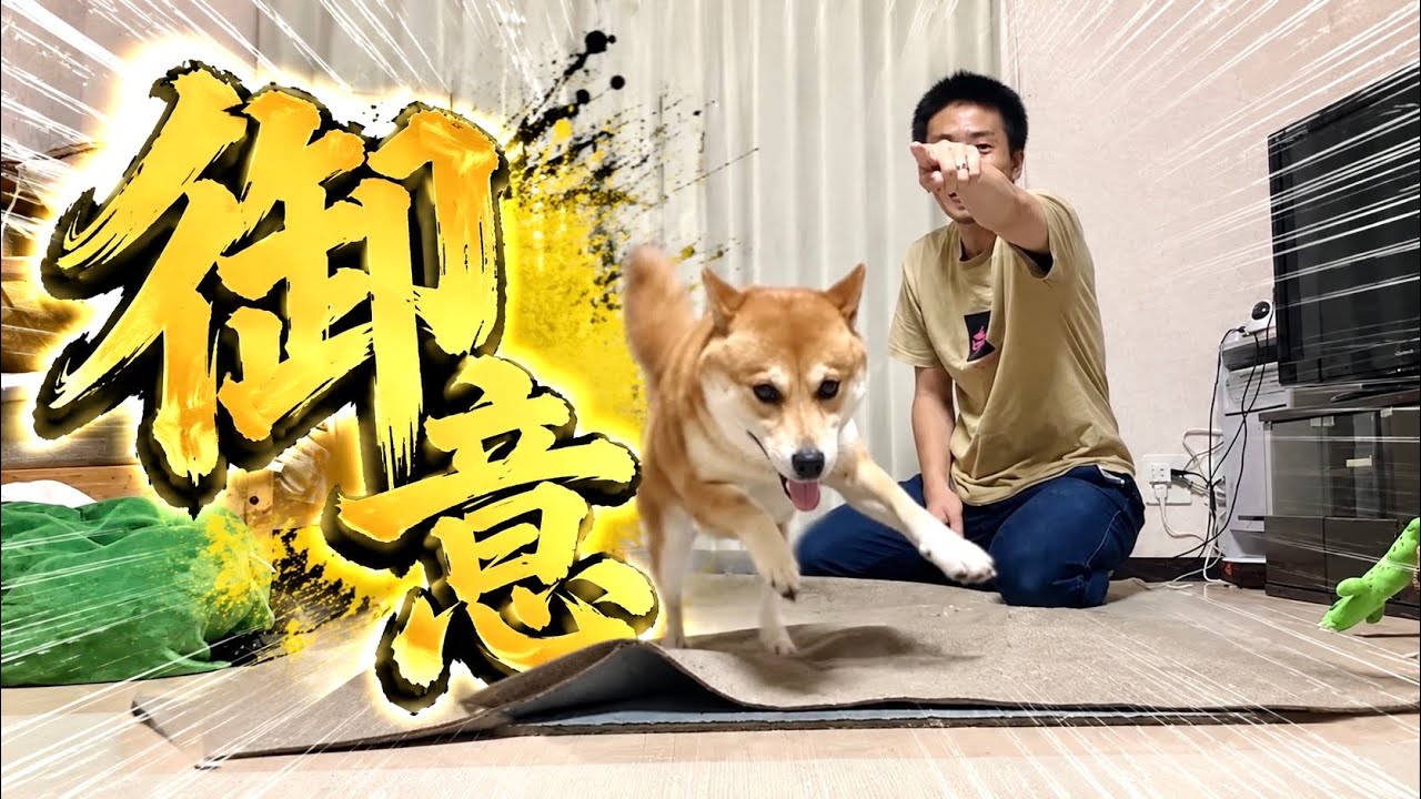 臭鬼ヶ島に向かう柴犬こむぎ【一気見】