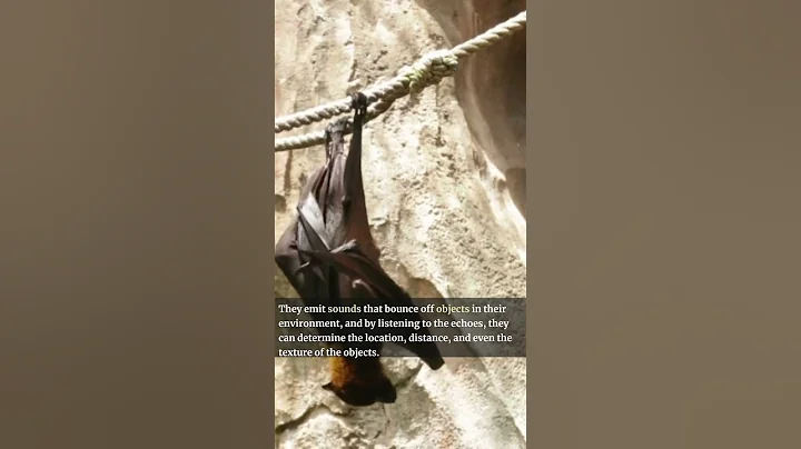 The Echolocation of Bats: Nature's Sonar System