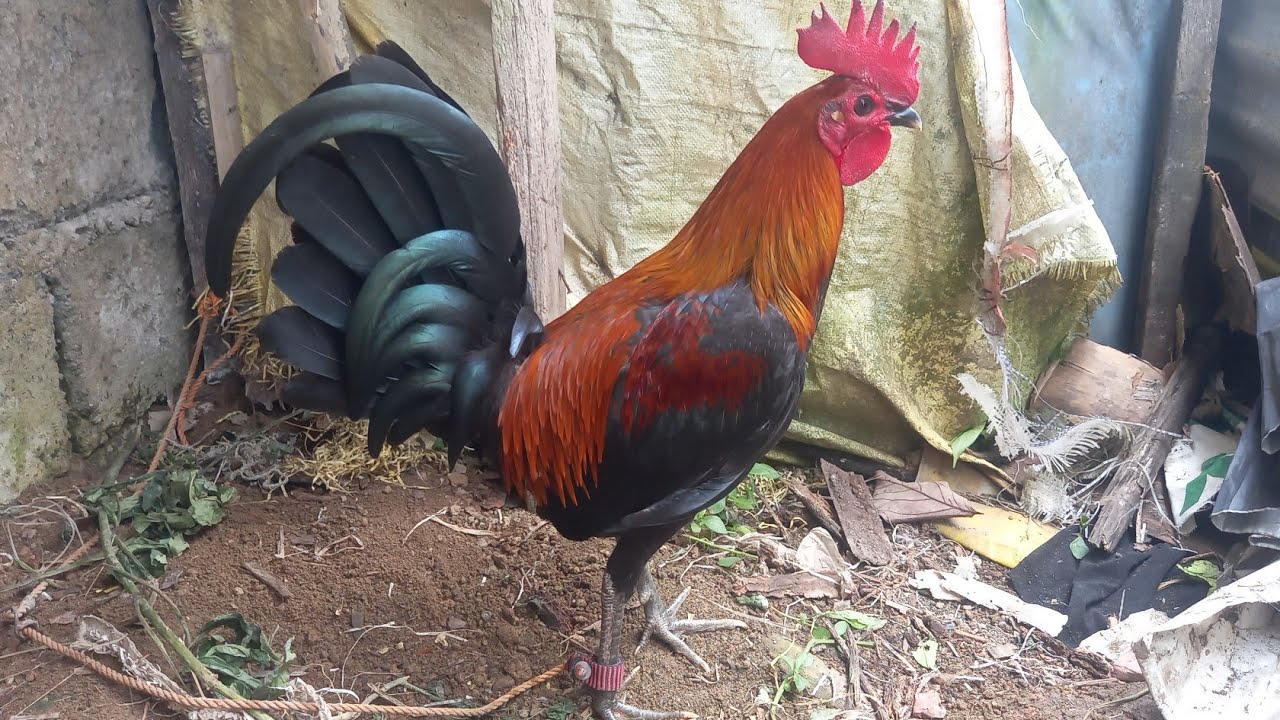 #chicken #hen #rooster #manok #jlcbackyard #youtubeshorts #shorts #breeder #backyardpoultryfarming