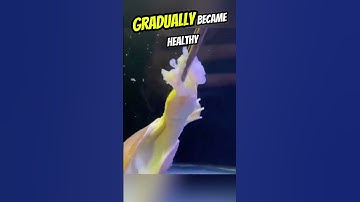 He found turtle eggs and did this to save them 🥺#shorts  #kindness #rescue #animals