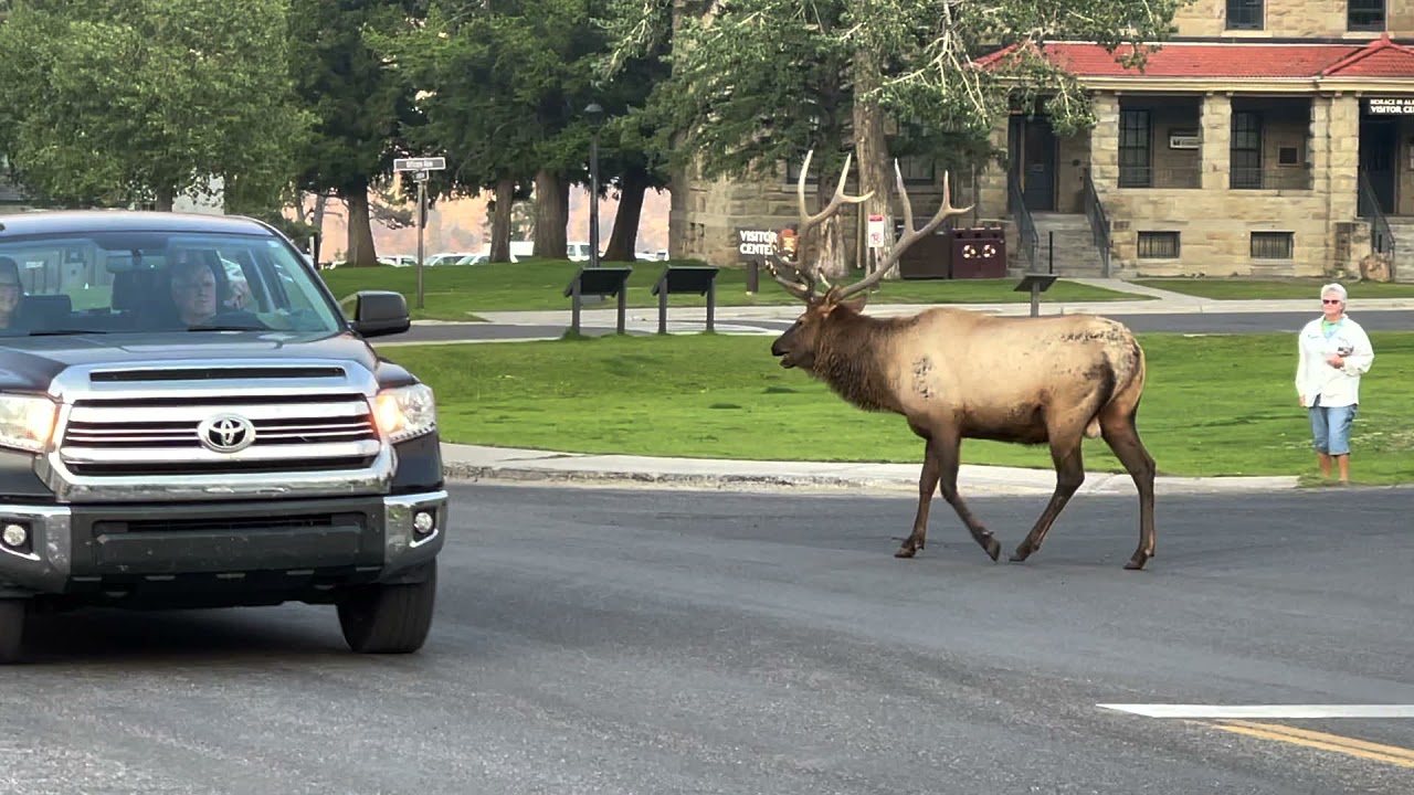 The Great Elk Encounter at Mammoth Hot Springs Hotel