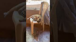Heartwarming Moment of a Cat and Monkey Sharing a Hug