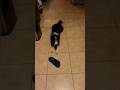 Pilas con la suegra #live #viralshort #pets #mascotas