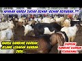 HARGA KAMBING APAKAH RESMI BERUBAH..??//PASAR KAMBING ADI JAYA 