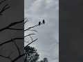 Eagles IN THE WILD!