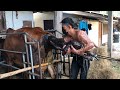 ผสม KF31 ท่านผู้ชมคิดว่า ผู้หรือเมีย? วัวออกลูก Labour of Cow | นายฮ้อยพาชมวัว