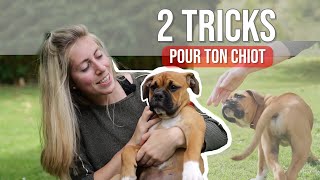 TUTO : 2 TOURS FACILE AVEC TON CHIOT (Dog dancing) by The flash dogs 649 views 5 months ago 2 minutes, 52 seconds