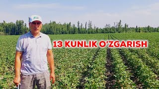 : Paxta 2023 TO'LIQ. Sinov maydoniga ekildi. 13kunlik natijani ko'ring