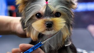 約克夏幼犬第一次來做美容，小狗很萌很可愛 ‖ Pomeranian Dog Grooming ‖ pet groomer ‖ 寵物美容