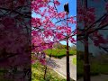 Hoa Đào đầu mùa tại Odai Park-Higashiura-Aichi-Japan