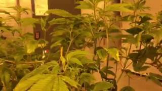 super cropped plant