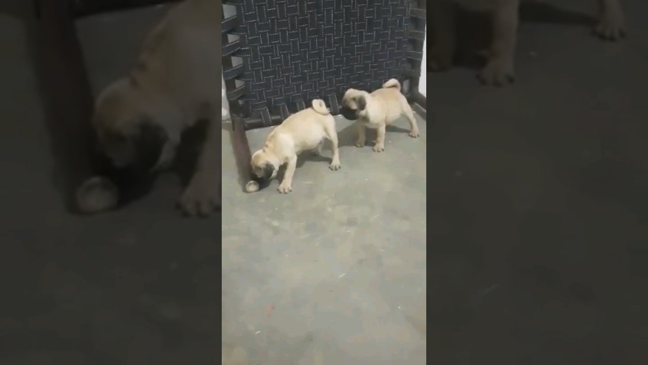 pug dog meeting time 😍