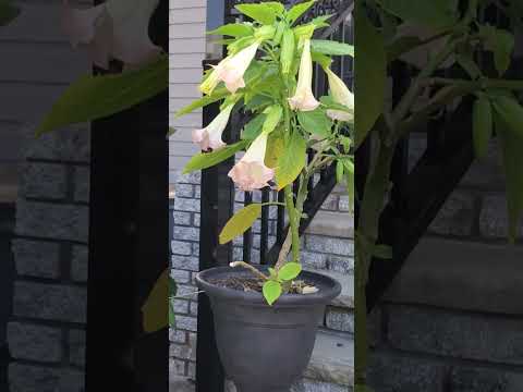 Видео: Бругмансиа гэртээ өвөлжүүлж байна: Brugmansia өвлийн арчилгаа