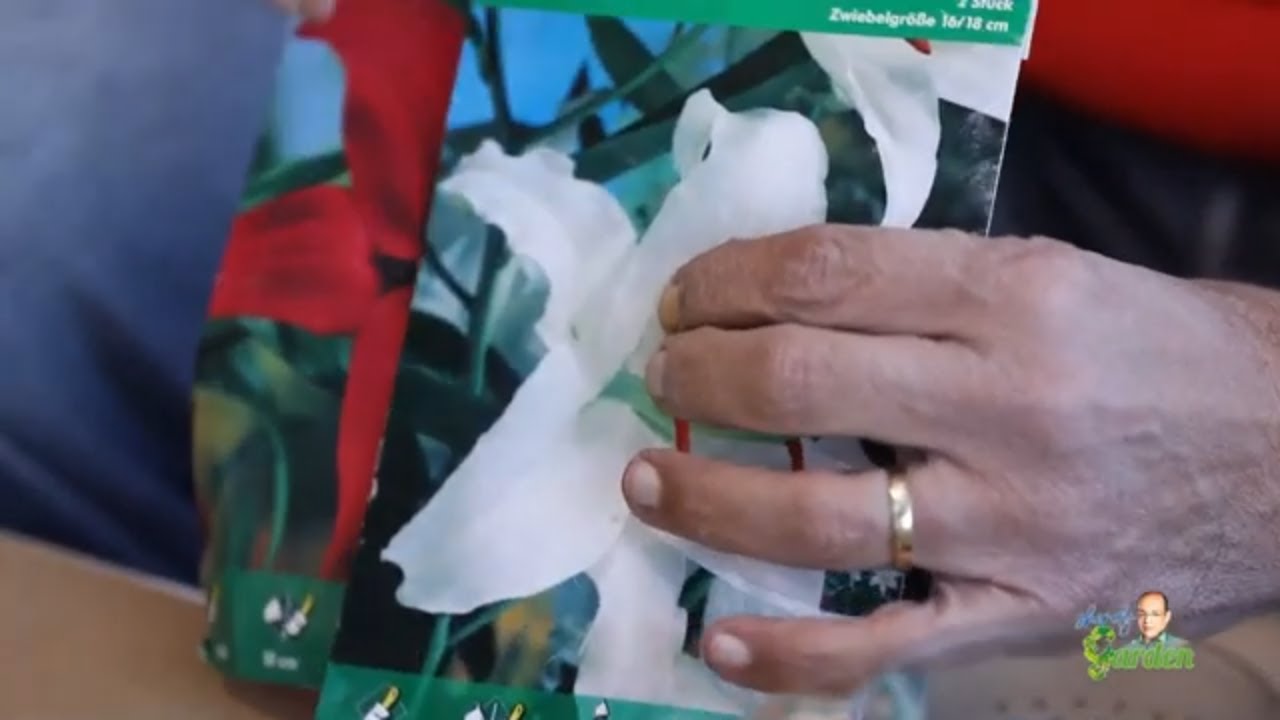 زراعه ابصال الليليام شردي جاردن