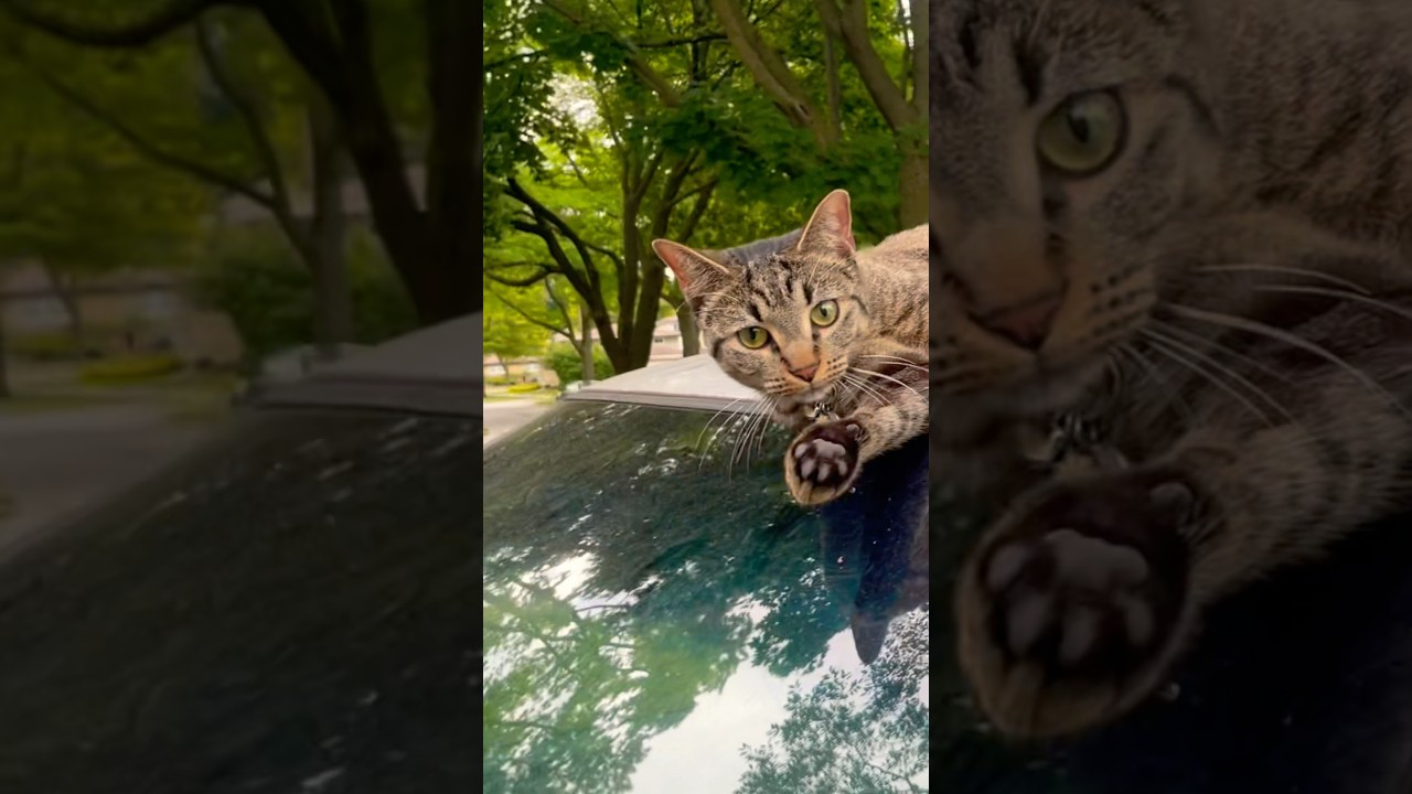 She’s actually ~17 in cat years.