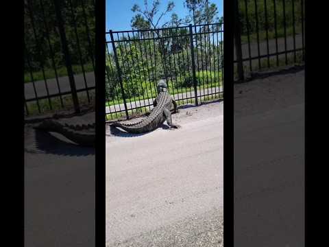 Florida Alligator Easily Blasting Through A Metal Fence