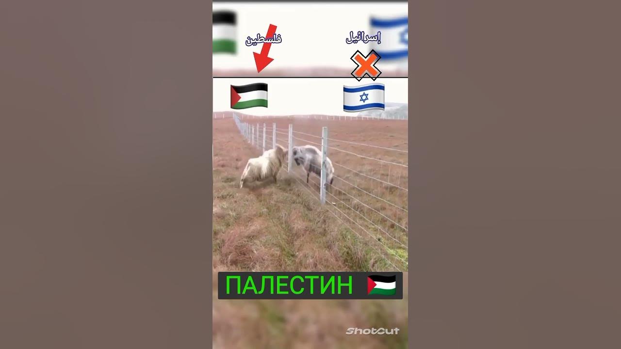 ПАЛЕСТИН 🇵🇸 - YouTube