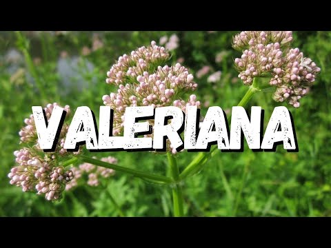 Vídeo: Cultivando Ervas de Valeriana - Informações Sobre Usos e Cuidados da Erva de Valeriana