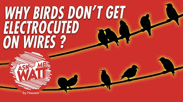 Birds on a Wire, with Boots! #AskMeWatt #2