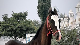 | Farm Series | Alf Khalifa | Majuke Line | Marwari Breed | Top Horse | Ghoda | Filly |