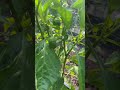 🫑 🌶️ #gardentour #gsd