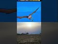 speed hatk fast #birds