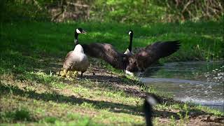 Goslings Hatched & Goose and Snow bonus footage.