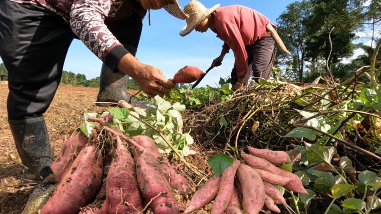 MARAMI PARIN NA HUHUKAY NA KAMOTE