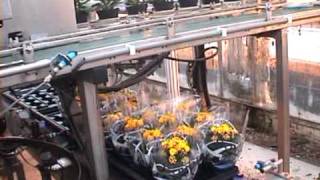 Crea-Tech - Packing Line Kalanchoe