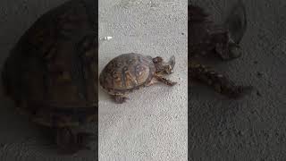 Box turtle eating a cicada , #turtle #boxturtle #animals #eating #bug #nature