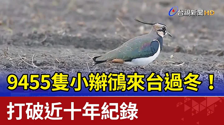 9455隻小辮鴴來台過冬！ 打破近十年紀錄 - 天天要聞
