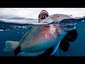 Spearfishing with my brother in Australia Venus Tuskfish Catch Clean Cook