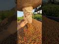 Tumpah panen Kopi, #nature #agrikultur #farming #teknikpertanian #fruit #automobile #agrifuture