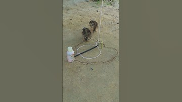 Easy Quail Traps Making From Wood #shortvideo #shorts #youtubeshorts