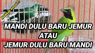 How to increase the emotions of the green cucak ll Treatment to increase the emotions of the gree...