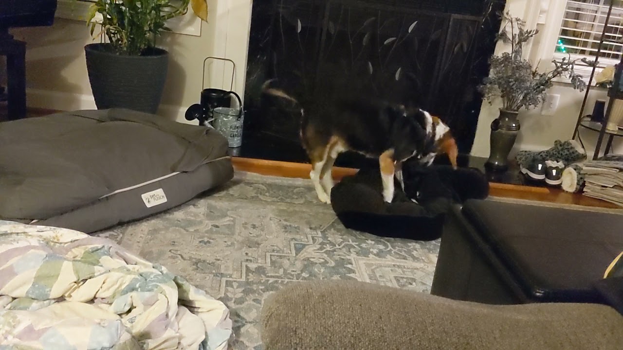 Dog drags blanket and bed around the room YouTube