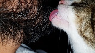 Cat licks my beard ASMR