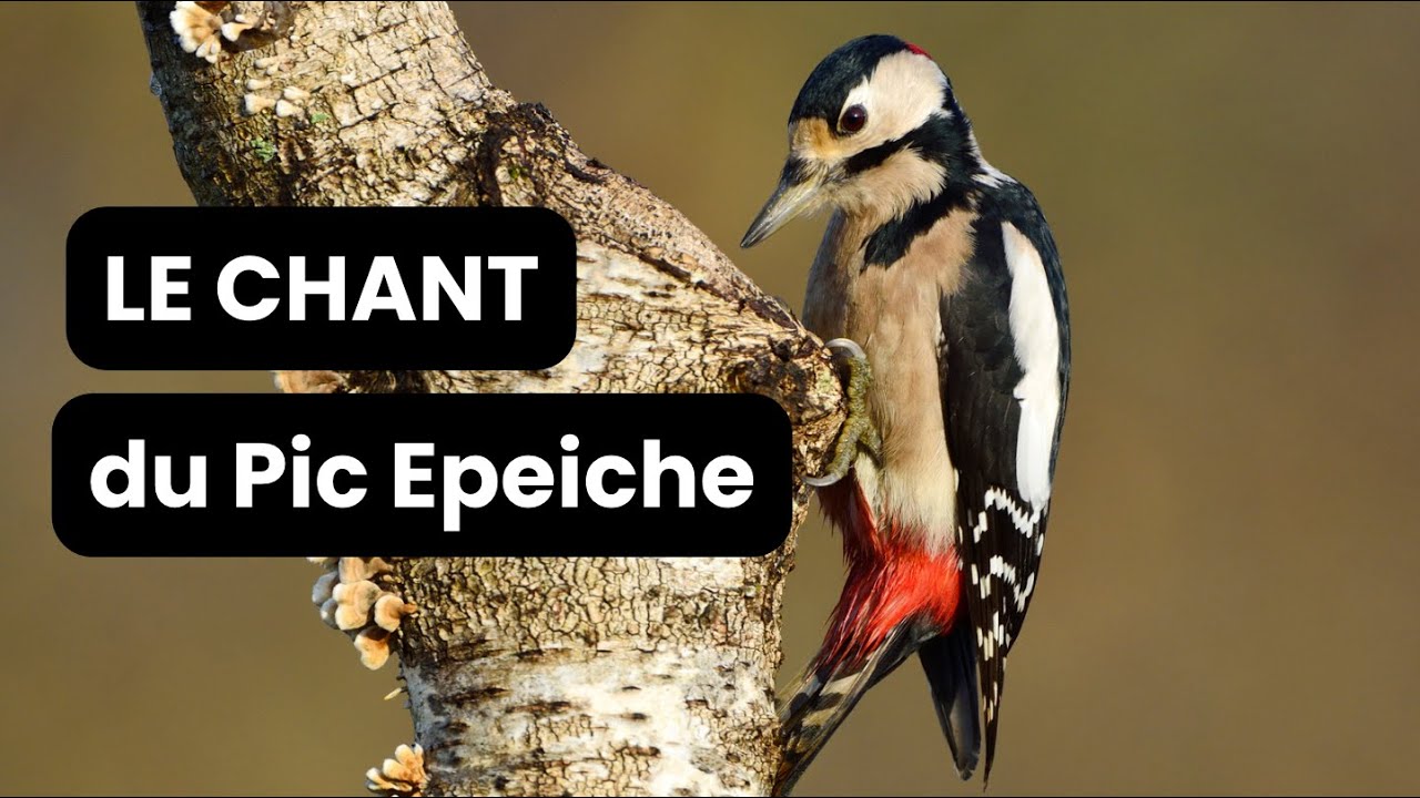 Le chant pic épeiche