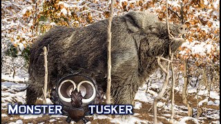 Monster Tusker - BH 20 - Wild boar driven hunt and hog shooting during the winter in 4K resolution screenshot 5